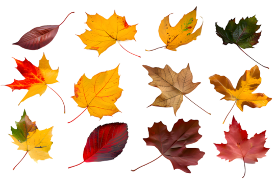 Collection of multicolored fallen autumn leaves isolated on transparent background