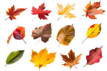 Obraz premium Collection of multicolored fallen autumn leaves isolated on transparent background