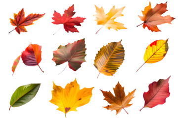 Collection of multicolored fallen autumn leaves isolated on transparent background