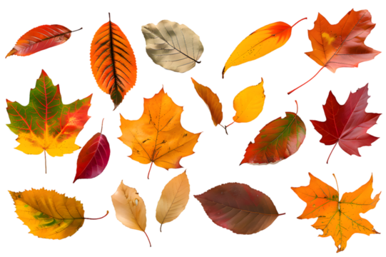 Collection of multicolored fallen autumn leaves isolated on transparent background