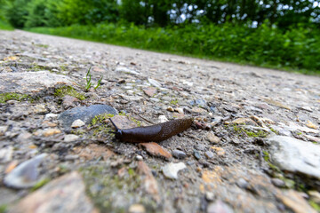 a slug advancing on a path