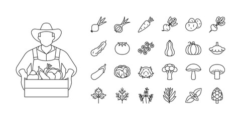 Vegetables line icon set - onion, garlic, carrot, potatoes, cucumber, tomato, pumpkin, eggplant, mushrooms, parsley, dill, thyme, basil Minimalist linear illustrations. Icon set, editable line