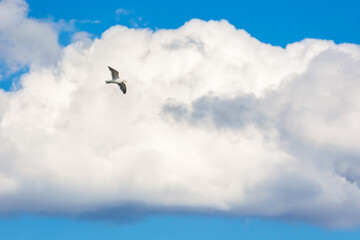 Seagull flying over bright cloud with beautifull blue sky background