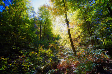 Leuchtender bunter Laubmischwald im Herbst, Saarland