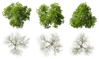 Obraz premium Top view life trees seasons change set on transparent backgrounds 3d render png