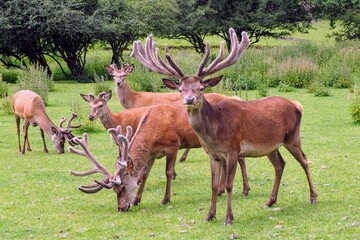 Naklejka premium Rothirsche