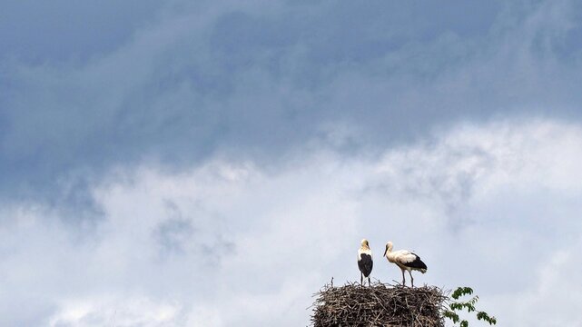 Storchennest