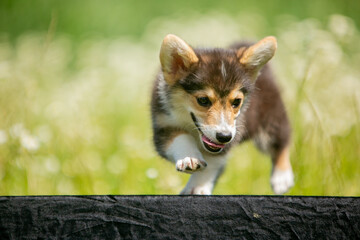 Corgi puppy