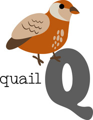 Educational illustration of letter Q from alphabet.	