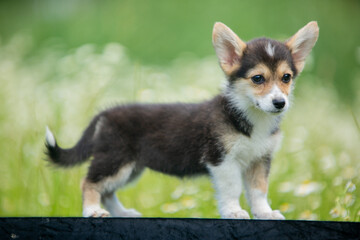 corgi puppies