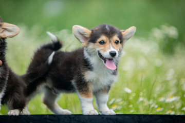 corgi puppies