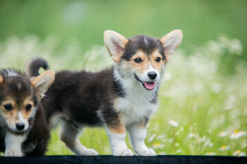 corgi puppies
