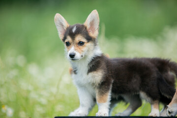 corgi puppies