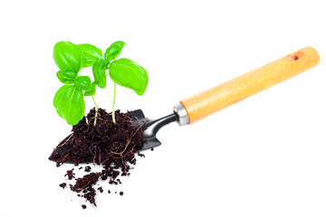 Young Plant With Soil on a Garden Trowel Isolated on White