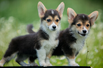 corgi puppies
