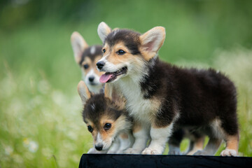corgi puppies