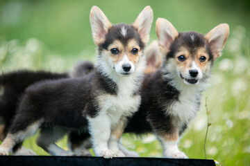 corgi puppies