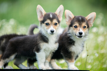 corgi puppies