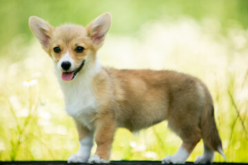 corgi puppies