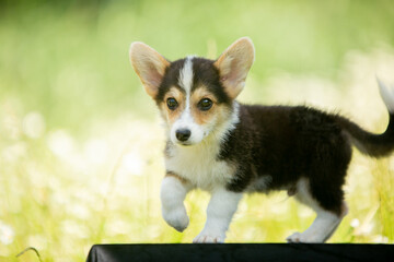 corgi puppies