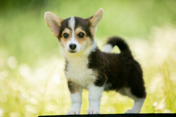 corgi puppies