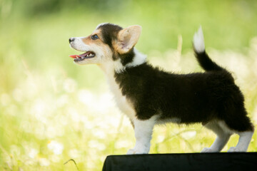 corgi puppies