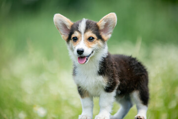 Corgi puppies playing