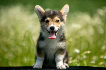 Corgi puppies playing