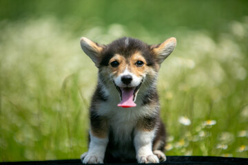 Corgi puppies playing