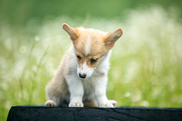 Corgi puppies playing