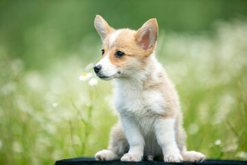 Corgi puppies playing