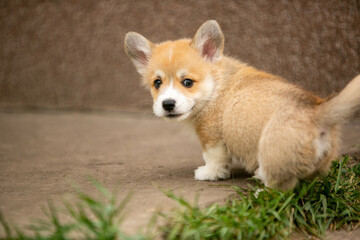 Corgi puppies playing