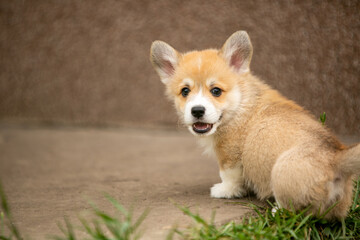 Corgi puppies playing