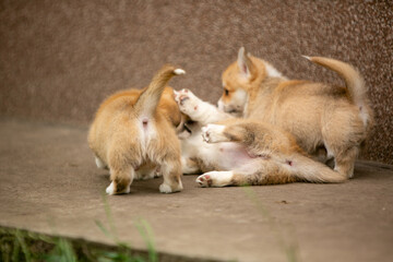 Corgi puppies playing