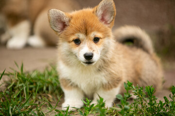 pembroke corgi puppies