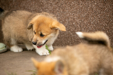 pembroke corgi puppies