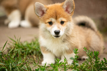 pembroke corgi puppies