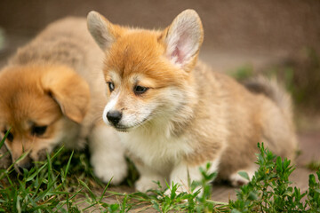 pembroke corgi puppies