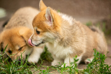 pembroke corgi puppies