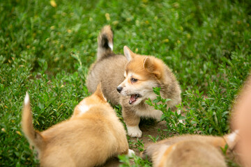 pembroke corgi puppies