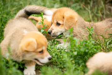 pembroke corgi puppies