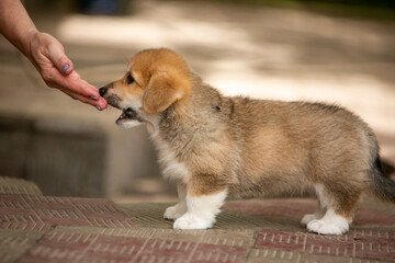 pembroke corgi puppies