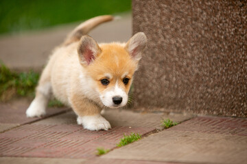 pembroke corgi puppies