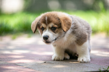 pembroke corgi puppies