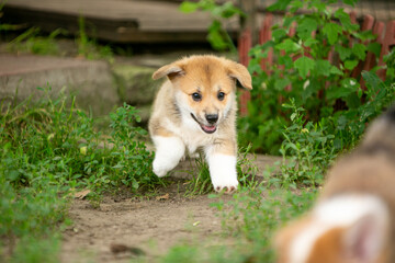 pembroke corgi puppies