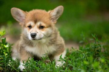 pembroke corgi puppies