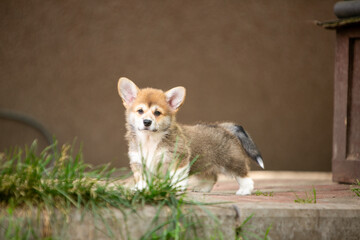 pembroke corgi puppies