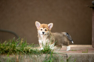 pembroke corgi puppies