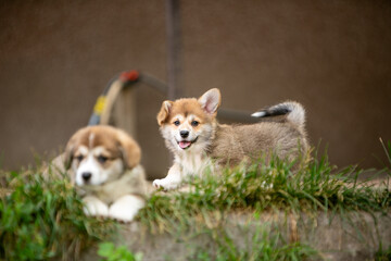 pembroke corgi puppies