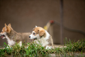 pembroke corgi puppies